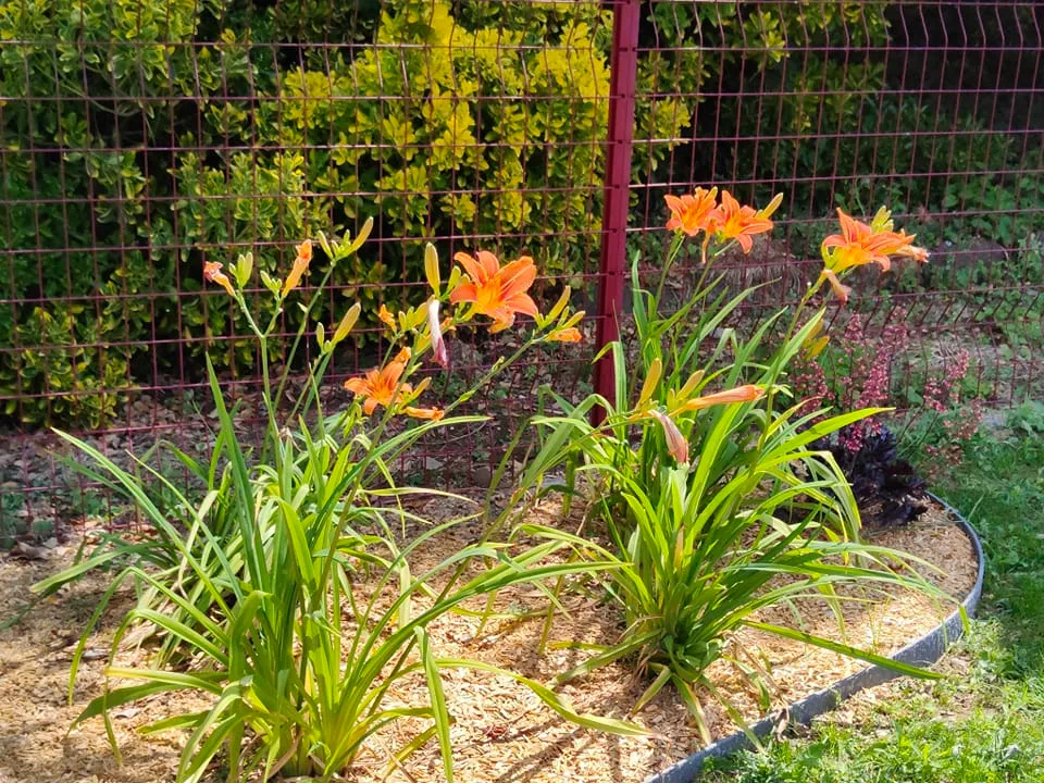 Aménagement jardin Talensac